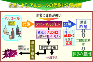 alcool-z.gif